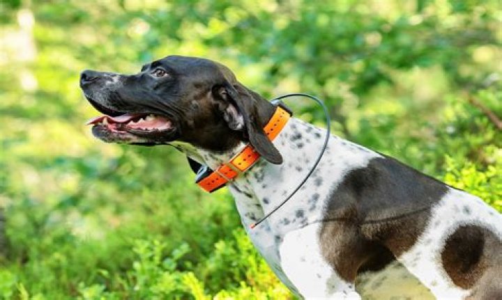 10 Best GPS Dog Collars Reviewed in 2018 TheGearHunt