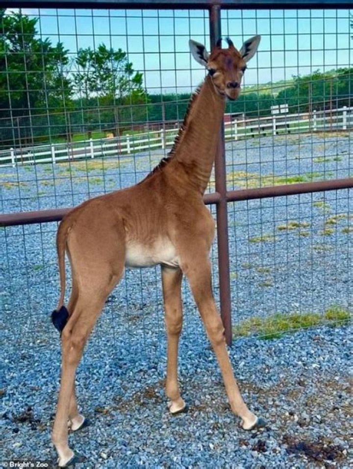 A rare giraffe without spots is born at a zoo in Tennessee NPR