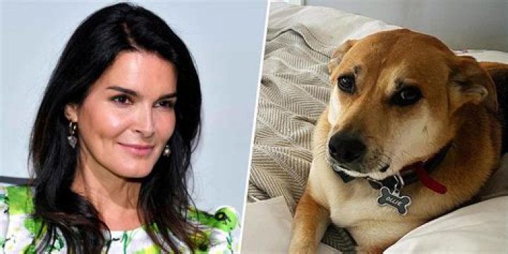 Angie Harmon says man delivering groceries fatally shot her dog while