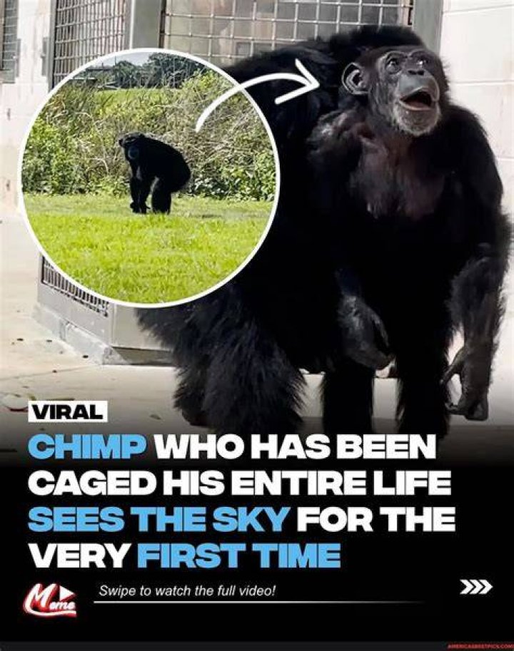 Baby Chimpanzee Sees Sky A Captivating Journey of Discovery