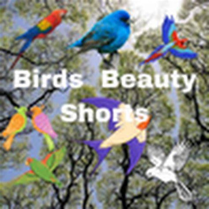 Birds beauty YouTube