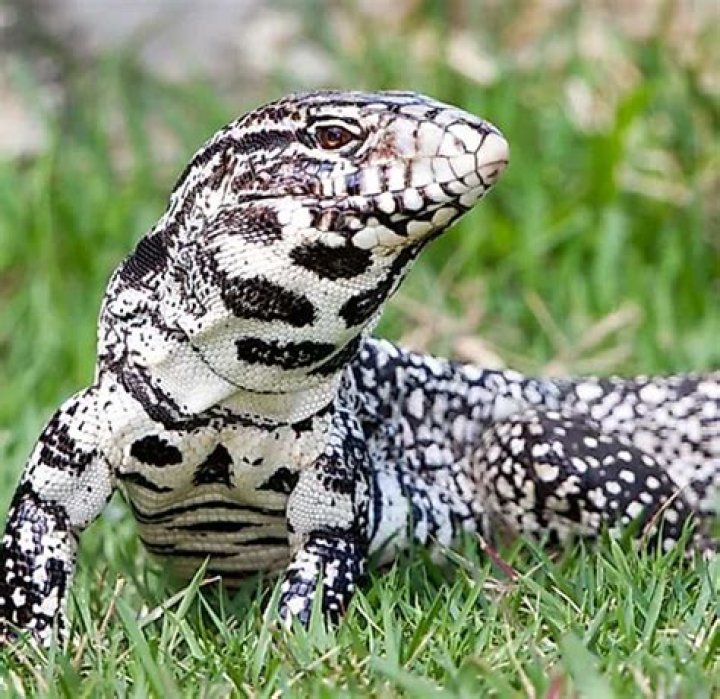 Black and white tegu lizard sighted for the first time in South