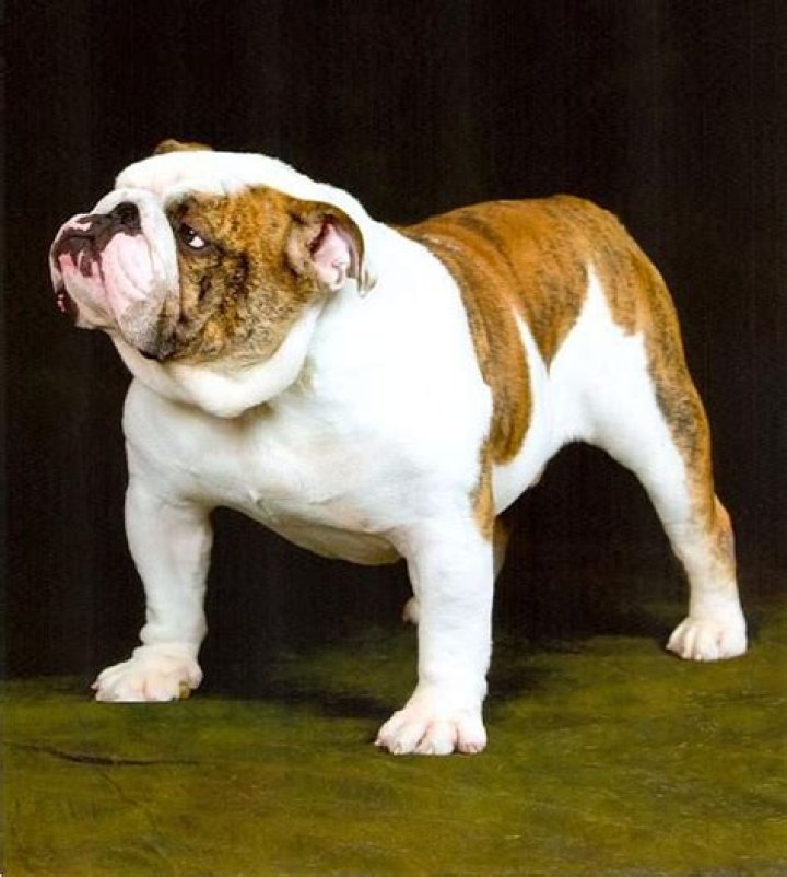 Champion English Bulldog Stud Service