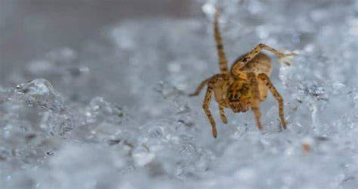 Do Spiders Die in Winter? Emtec Pest Control