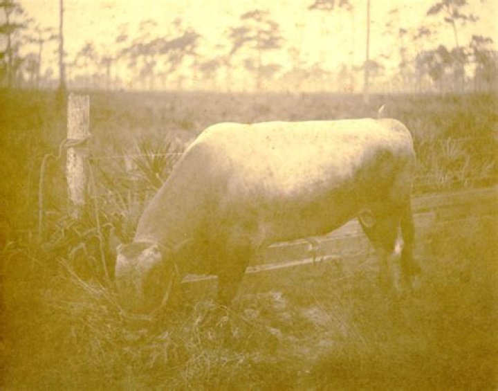 Florida Memory &bull; Portrait of Patricia Beech Tallahassee, Florida.