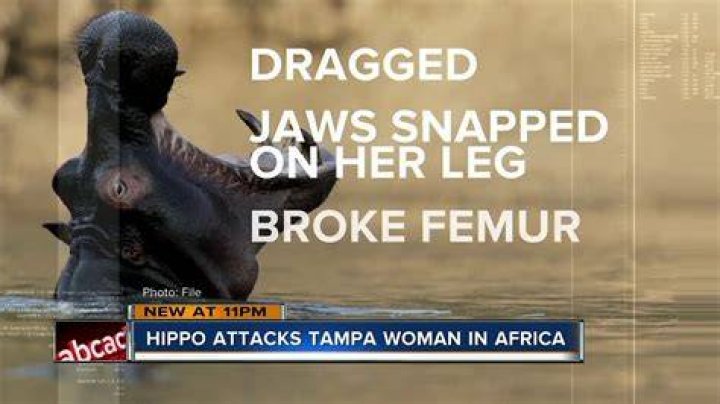 Florida Woman Attacked by Hippo While Canoeing in South Africa