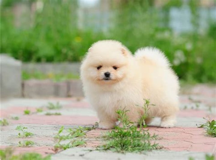 Fluffy's Faithful Companion: Meet His Devoted Wife