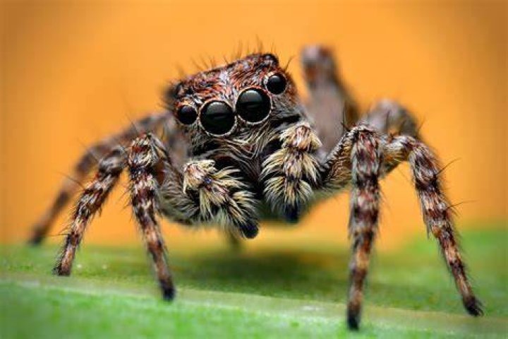 Habits and Traits of Jumping Spiders Jumping spider, Spider bites