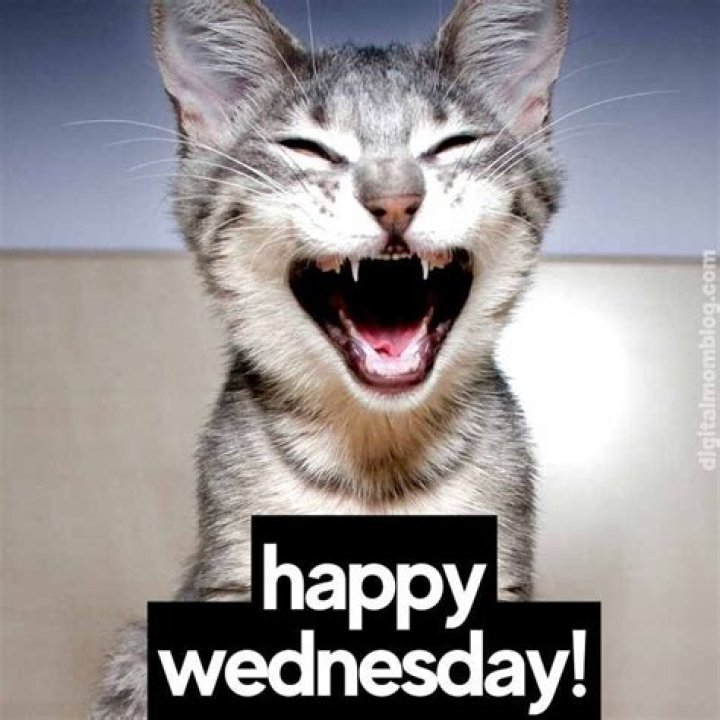 Happy Wednesday Meme Discover more interesting Coffee, Goat, Good