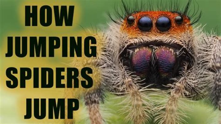 How Do Jumping Spiders Jump?