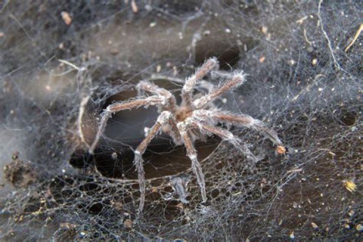 How Do Spiders Die Naturally? Science, Facts, Tips Mercury Pets