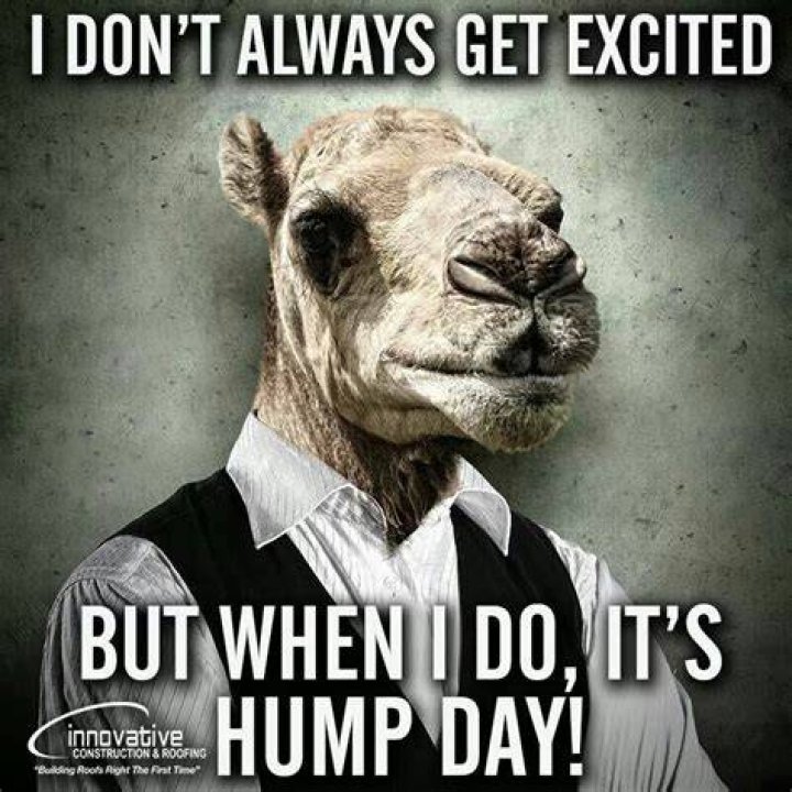 Hump Day Funny Work Quotes Funny Memes