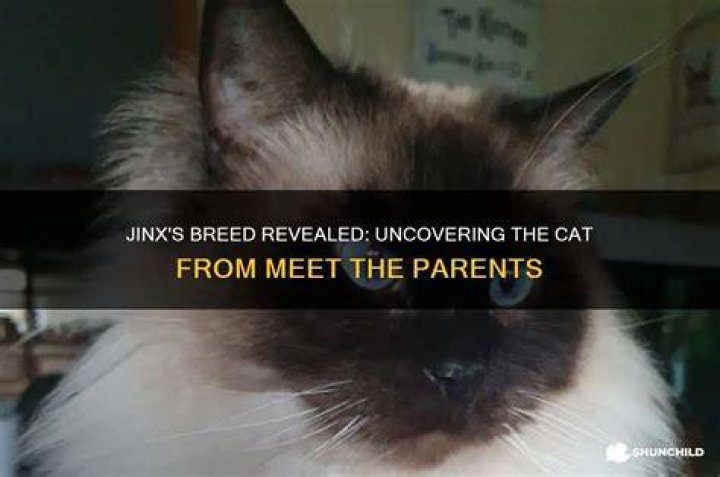 Meet The Parents: Uncovering The Lineage Of Joey King