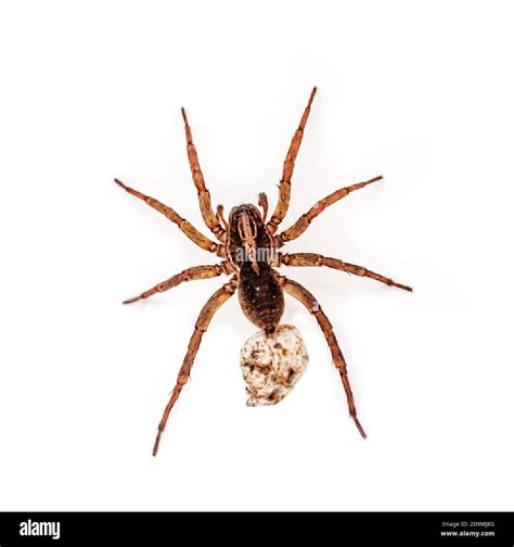 Original pregnant spider on white isolated background Stock Photo Alamy
