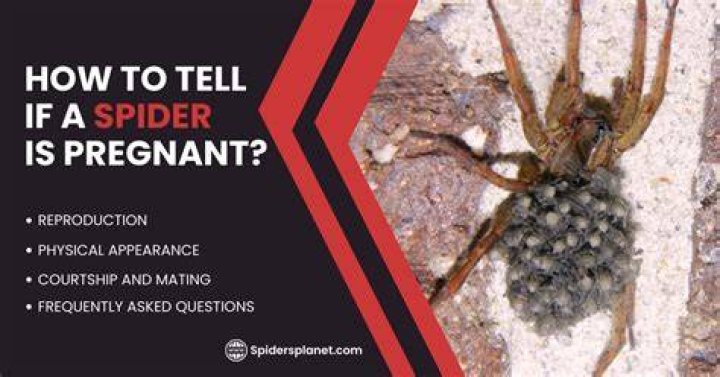 Pregnant House Spider