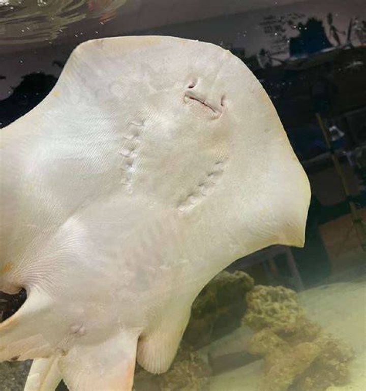 Pregnant stingray updates — Charlotte is not having 'shark babies