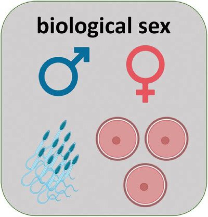 The Biological Sex Of Brittney Griner: Unveiling The Facts