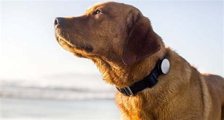 Top 5 Best GPS Dog Collars of 2023 DogVills