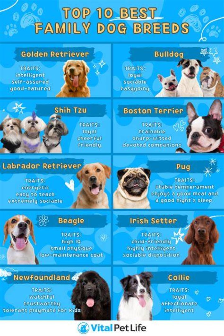 What Are The Best Dog Beds For Chewers? BARK
