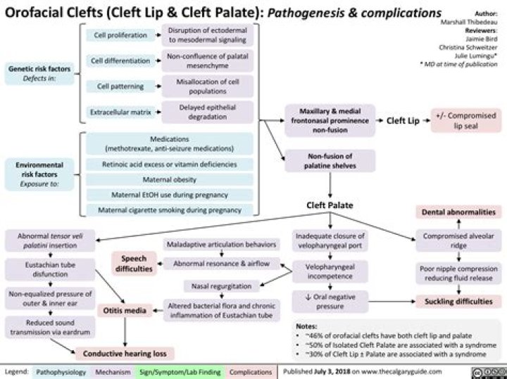 What&rsquo;s an Orofacial Cleft? Cleft Lip and Cleft Palate Explained GoodRx