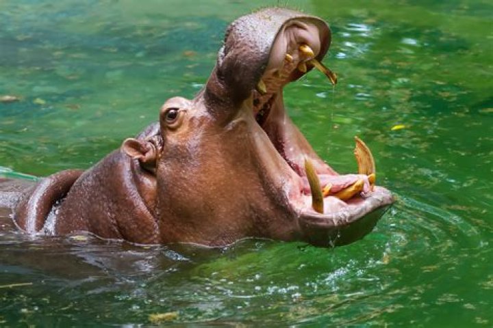 Wounded Hippo At first glance this looks to be an horrific&hellip; Flickr